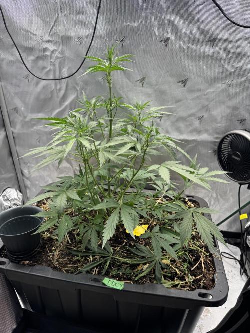 Summertime Autos Various Genetics. Week 4