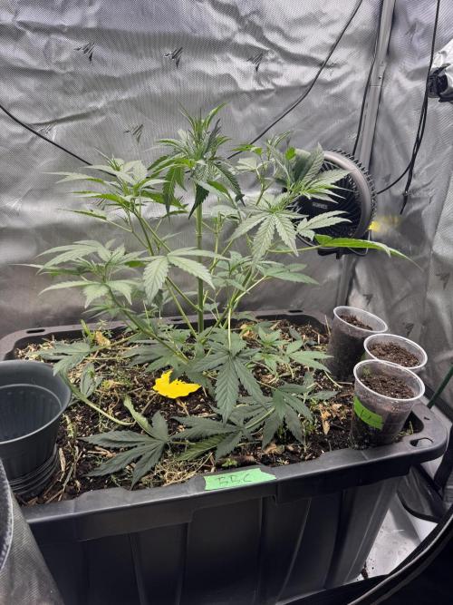 Summertime Autos Various Genetics. Week 4