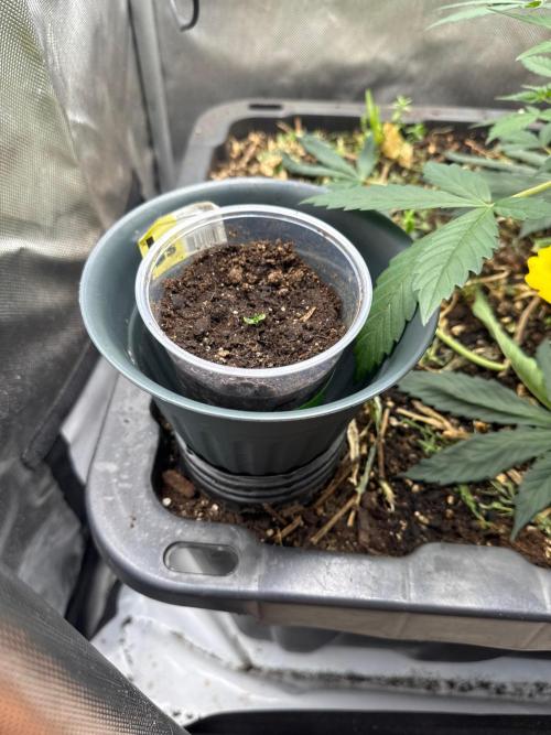 Summertime Autos Various Genetics. Week 4