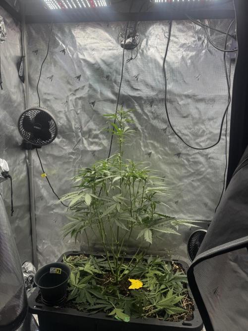 Summertime Autos Various Genetics. Week 5 - DDoS OG