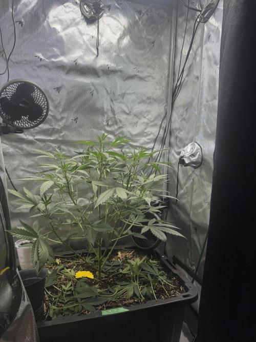 Summertime Autos Various Genetics. Week 5 - Banana Basecamp