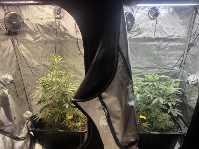 Summertime Autos Various Genetics. Week 5 - DDoS OG / Banana Basecamp