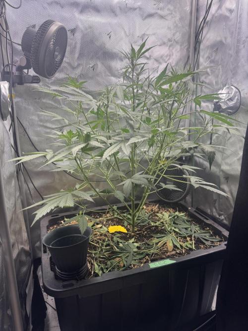 Summertime Autos Various Genetics. Week 5 - Banana Basecamp