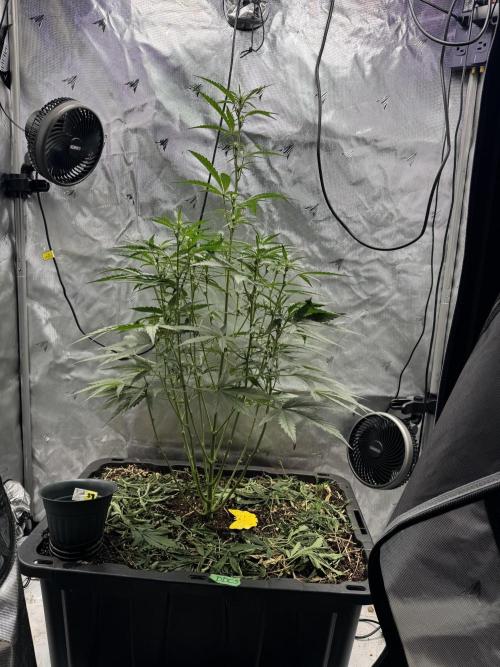 Summertime Autos Various Genetics. Week 5 - DDoS OG