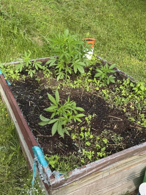 Summertime Autos Various Genetics. Week 5 - Outdoor Bed:
DDoS OG 
Banana Basecamp
Chem Town F3
Star Froots
Titan 9
Wedding D