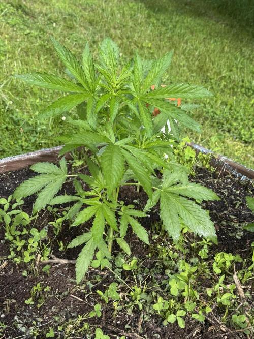Summertime Autos Various Genetics. Week 5 - Banana Basecamp