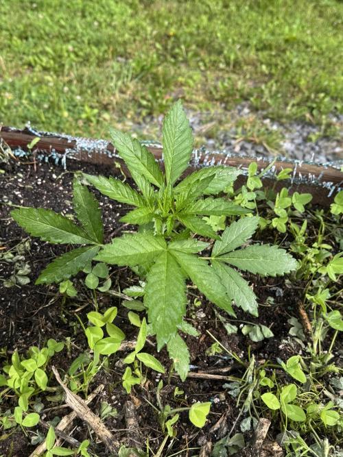 Summertime Autos Various Genetics. Week 5 - Chem Town