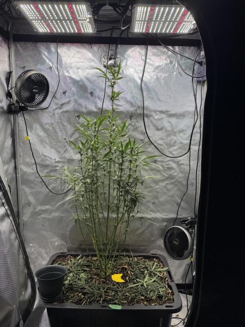 Summertime Autos Various Genetics. Week 6 - DDoS OG