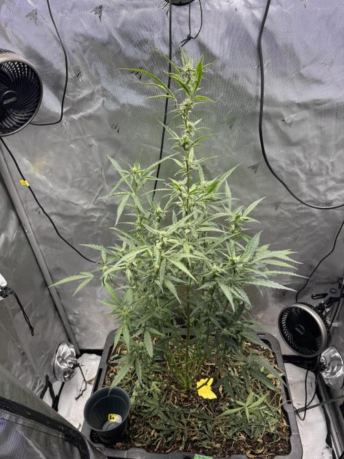 Summertime Autos Various Genetics. Week 6