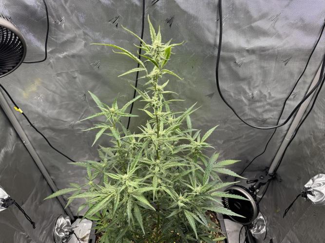 Summertime Autos Various Genetics. Week 6