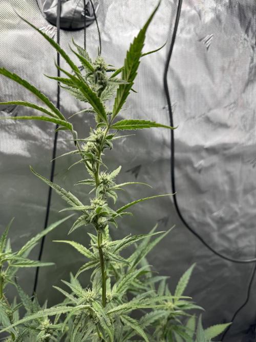 Summertime Autos Various Genetics. Week 6