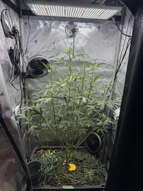 Summertime Autos Various Genetics. Week 6