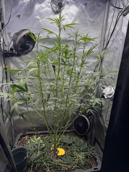 Summertime Autos Various Genetics. Week 6