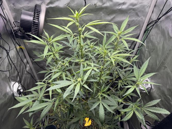 Summertime Autos Various Genetics. Week 6