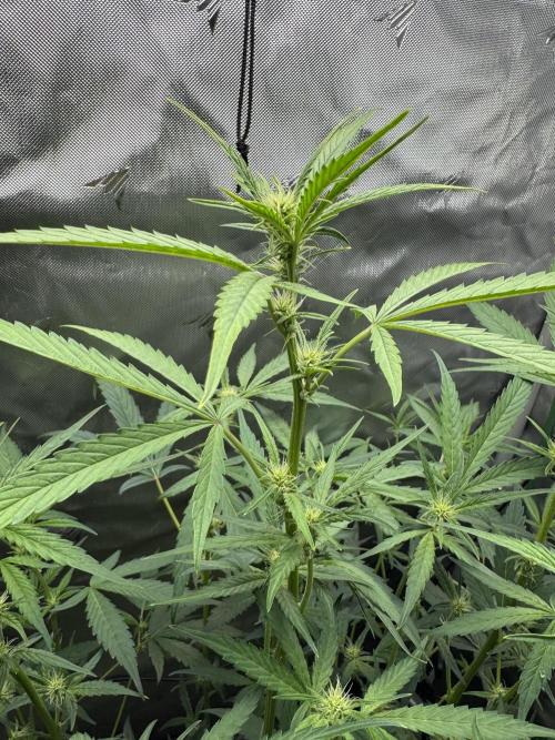 Summertime Autos Various Genetics. Week 6