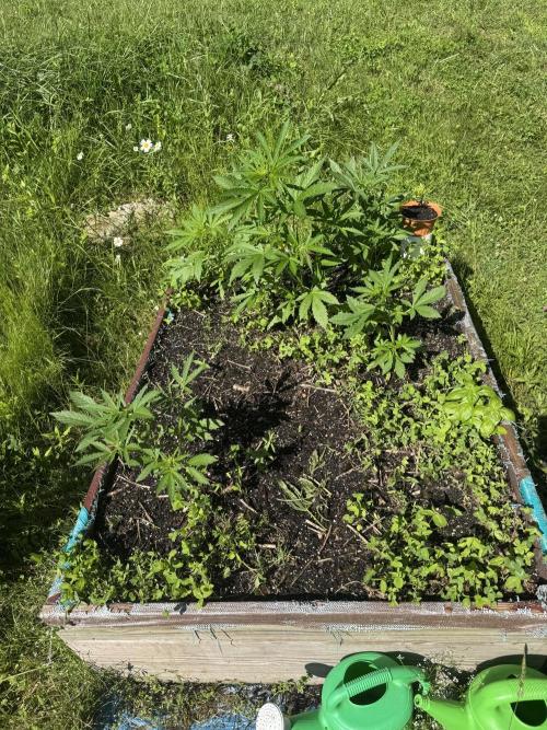 Summertime Autos Various Genetics. Week 6