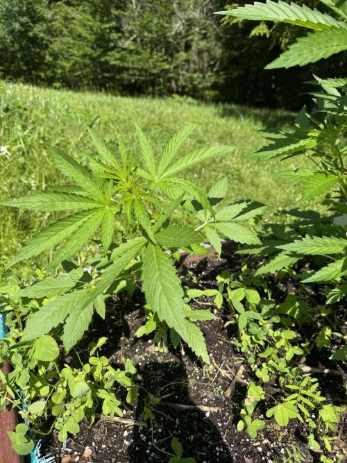 Summertime Autos Various Genetics. Week 6