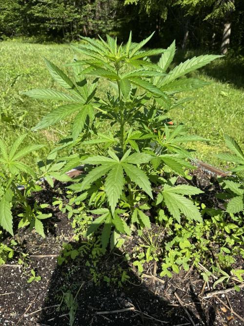 Summertime Autos Various Genetics. Week 6