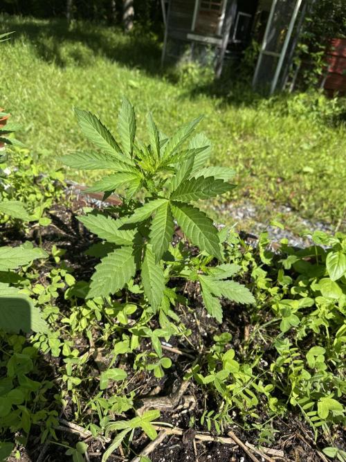 Summertime Autos Various Genetics. Week 6