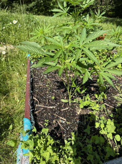 Summertime Autos Various Genetics. Week 6