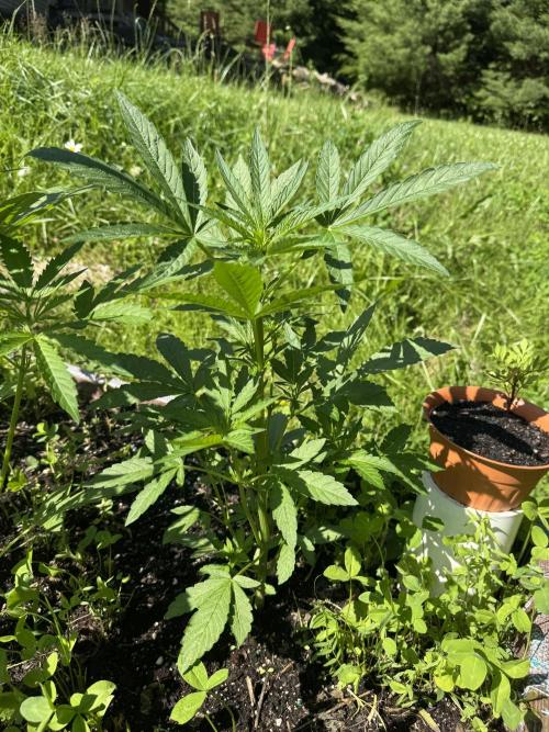 Summertime Autos Various Genetics. Week 6