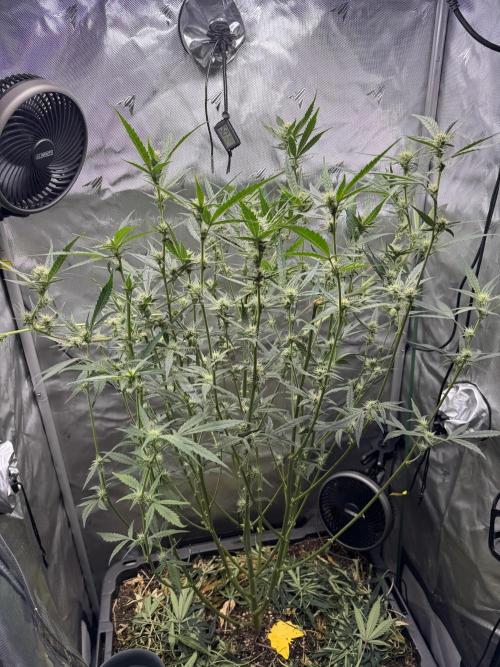 Summertime Autos Various Genetics. Week 7