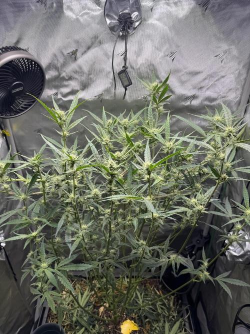 Summertime Autos Various Genetics. Week 7