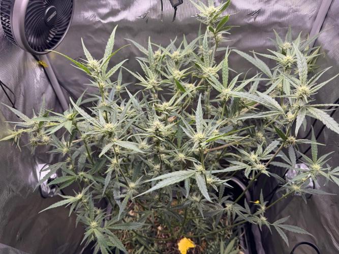 Summertime Autos Various Genetics. Week 7