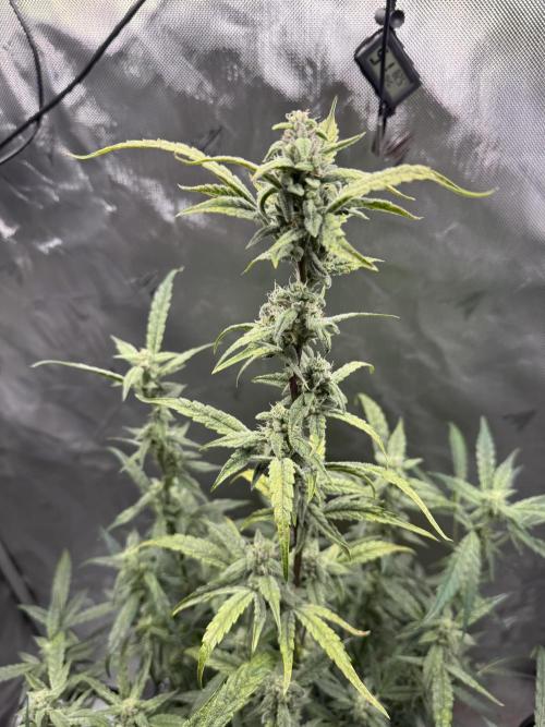 Summertime Autos Various Genetics. Week 7