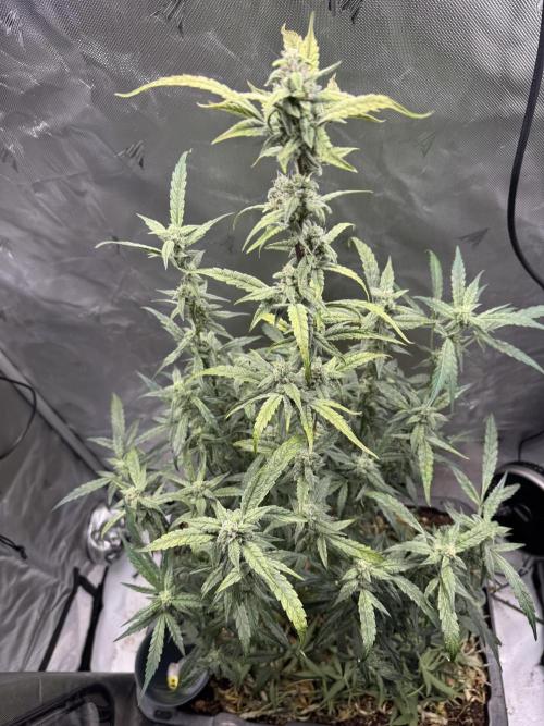 Summertime Autos Various Genetics. Week 7