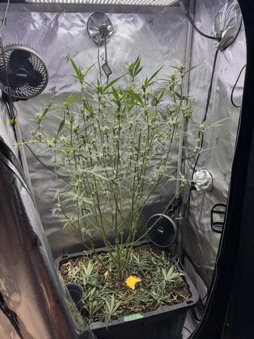 Summertime Autos Various Genetics. Week 7