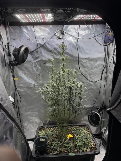 Summertime Autos Various Genetics. Week 7