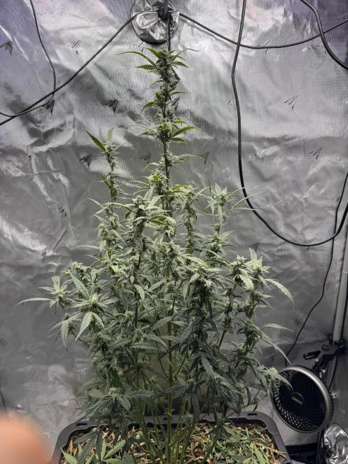 Summertime Autos Various Genetics. Week 7