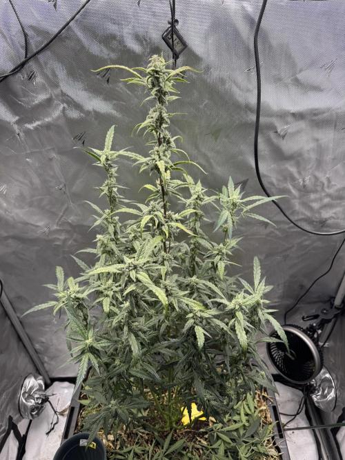 Summertime Autos Various Genetics. Week 7