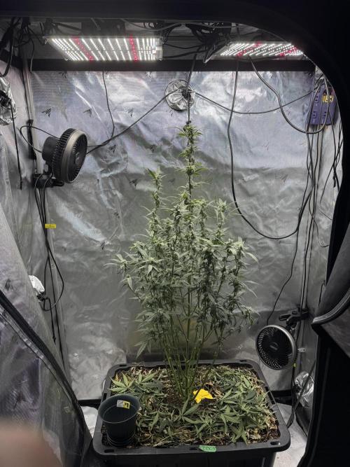 Summertime Autos Various Genetics. Week 7