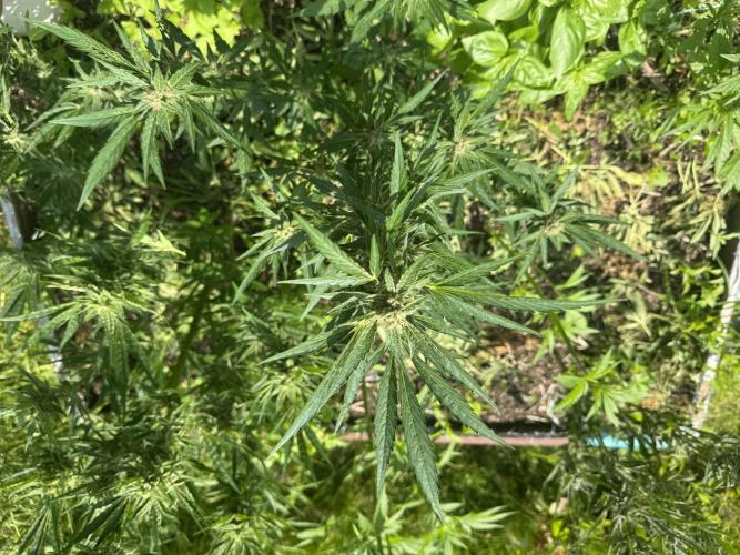 Summertime Autos Various Genetics. Week 8