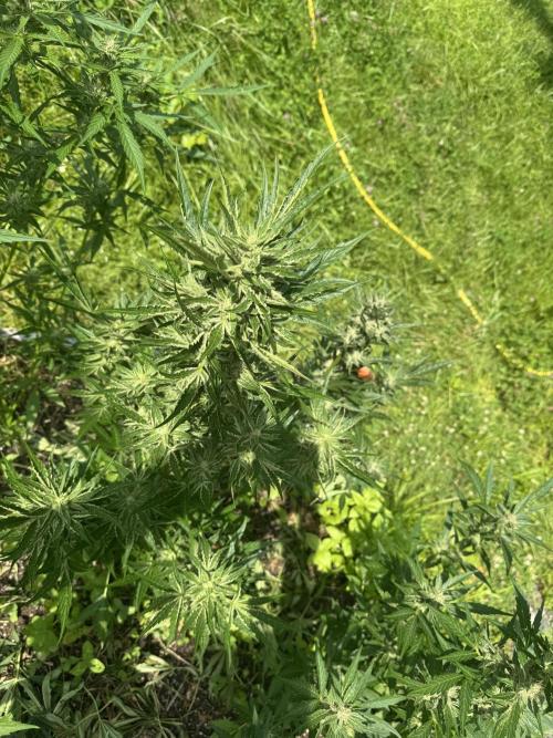 Summertime Autos Various Genetics. Week 8