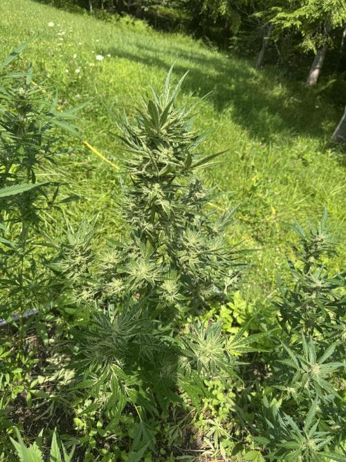 Summertime Autos Various Genetics. Week 8