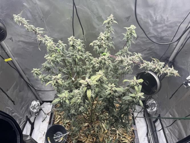 Summertime Autos Various Genetics. Week 8