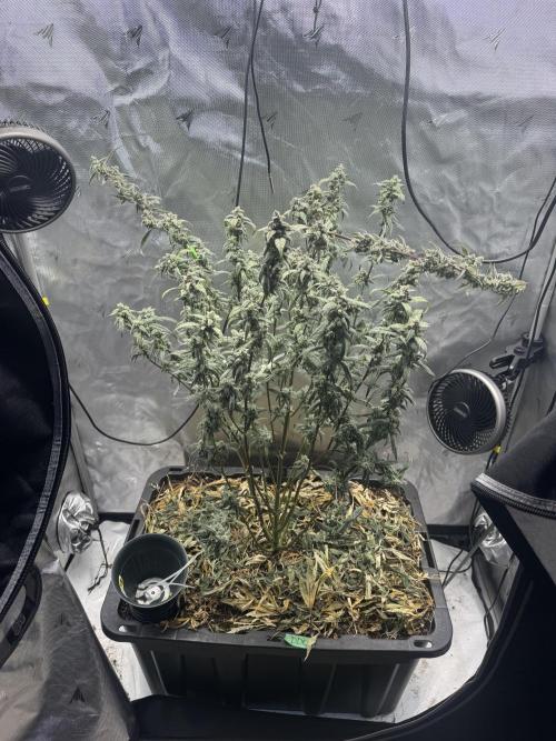Summertime Autos Various Genetics. Week 8