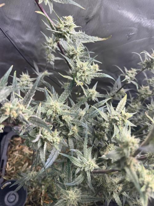 Summertime Autos Various Genetics. Week 8