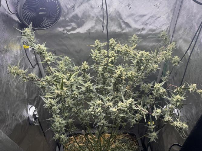 Summertime Autos Various Genetics. Week 8