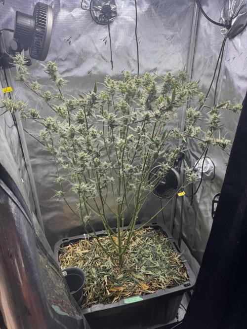 Summertime Autos Various Genetics. Week 8