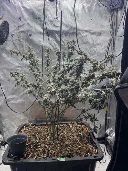 Summertime Autos Various Genetics. Week 9