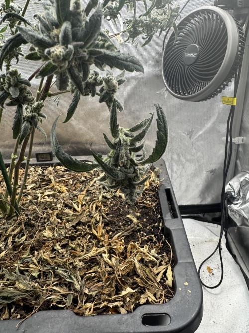 Summertime Autos Various Genetics. Week 9