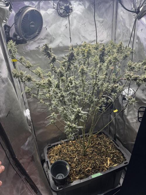 Summertime Autos Various Genetics. Week 9