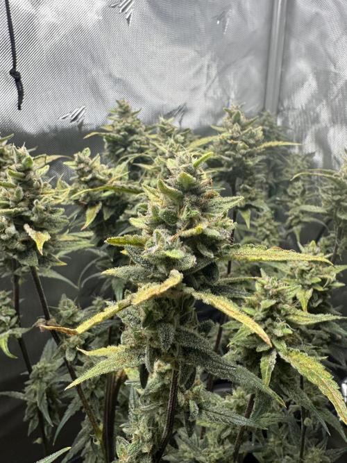Summertime Autos Various Genetics. Week 9