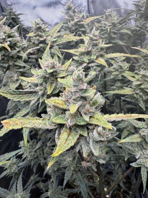 Summertime Autos Various Genetics. Week 9