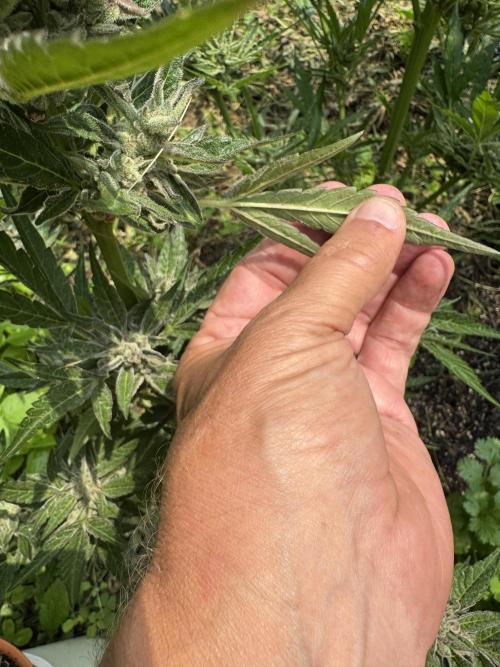 Summertime Autos Various Genetics. Week 9