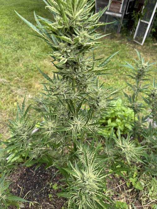 Summertime Autos Various Genetics. Week 9